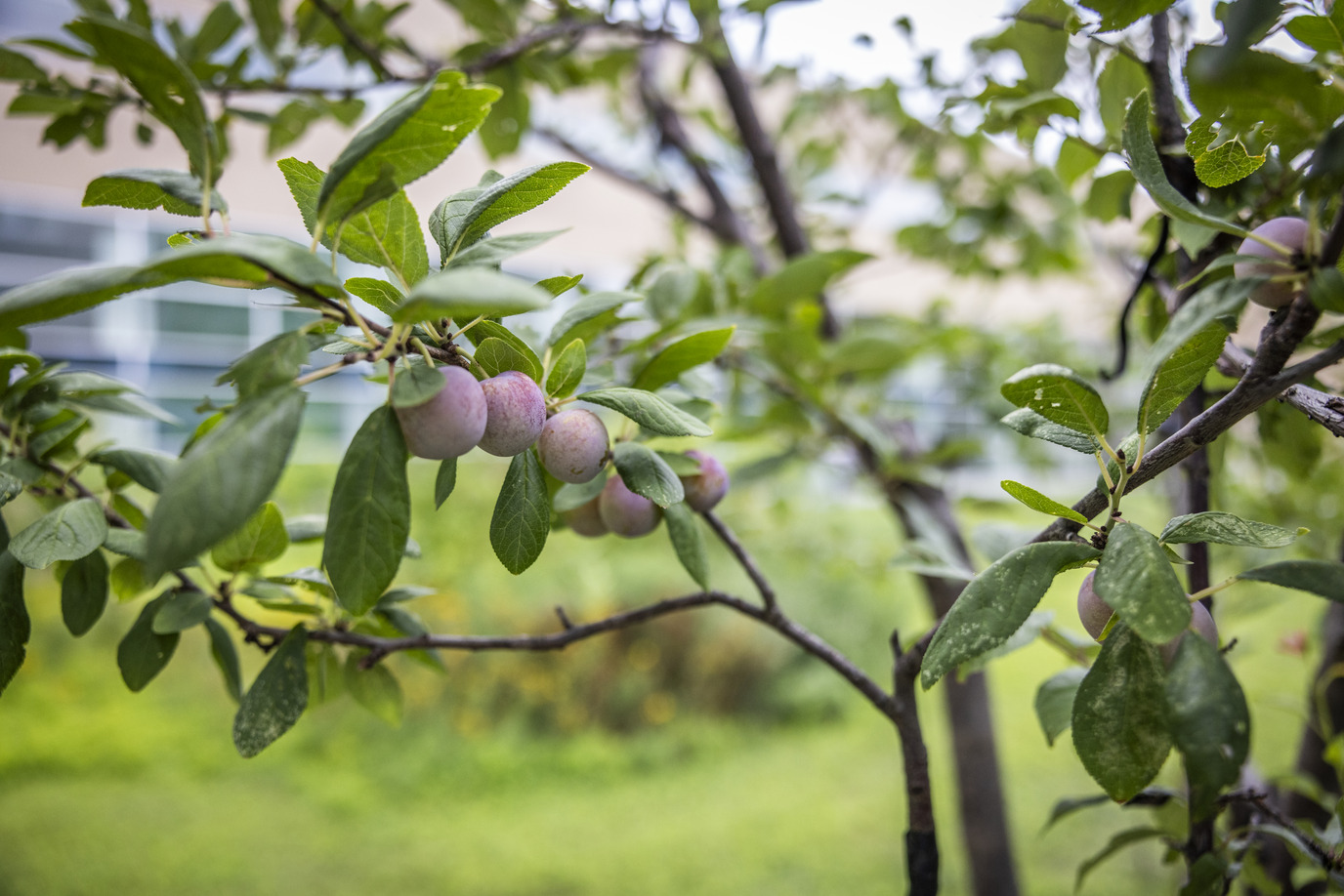 A close up of the tree of 40 fruits