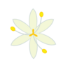 illustration of a light yellow flower.