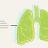 A block print of human lungs